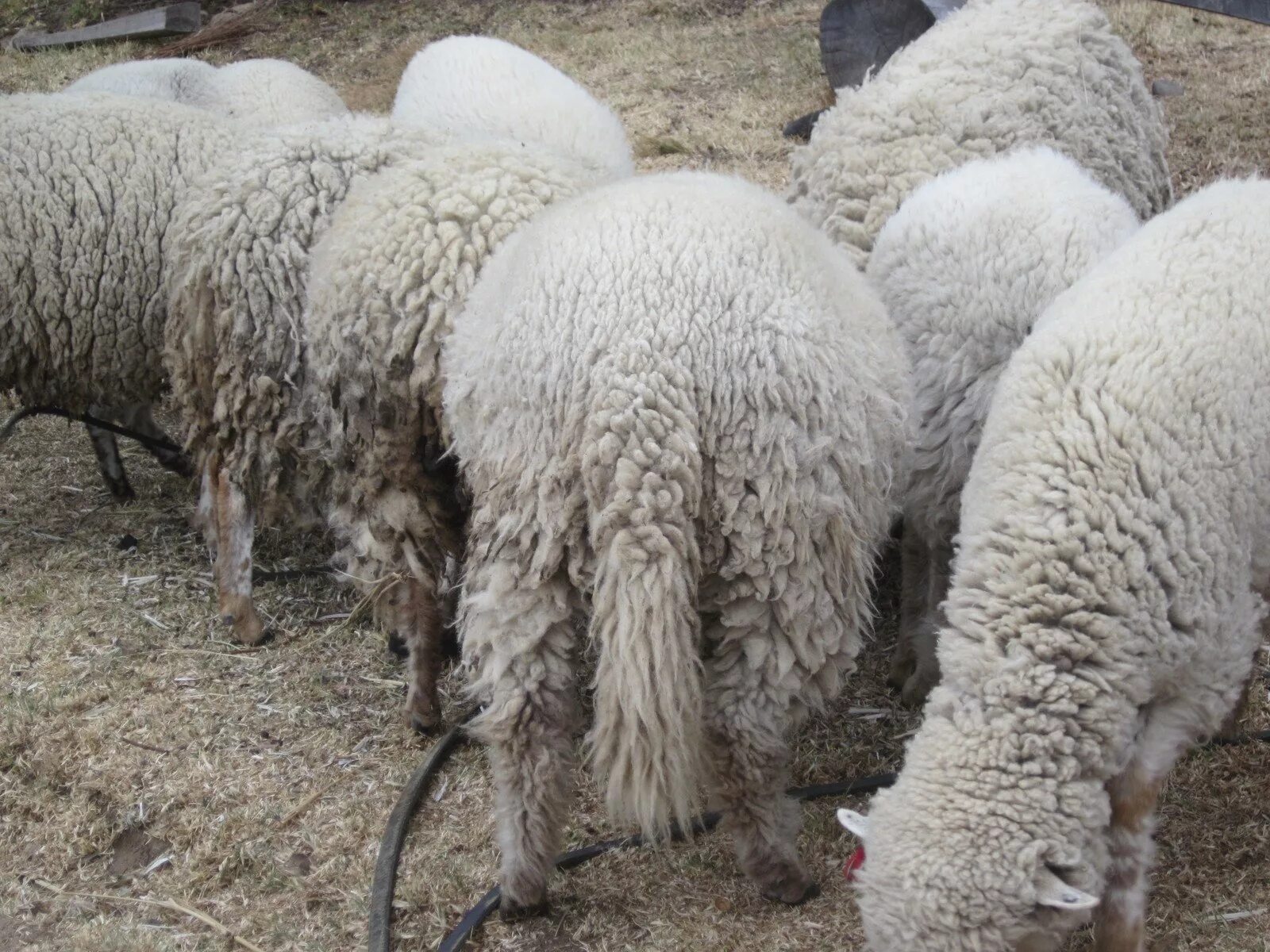 У барана спереди у араба. Хвост барана. Порода овец с длинным хвостом.