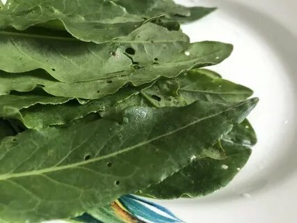 Щавель арбуз