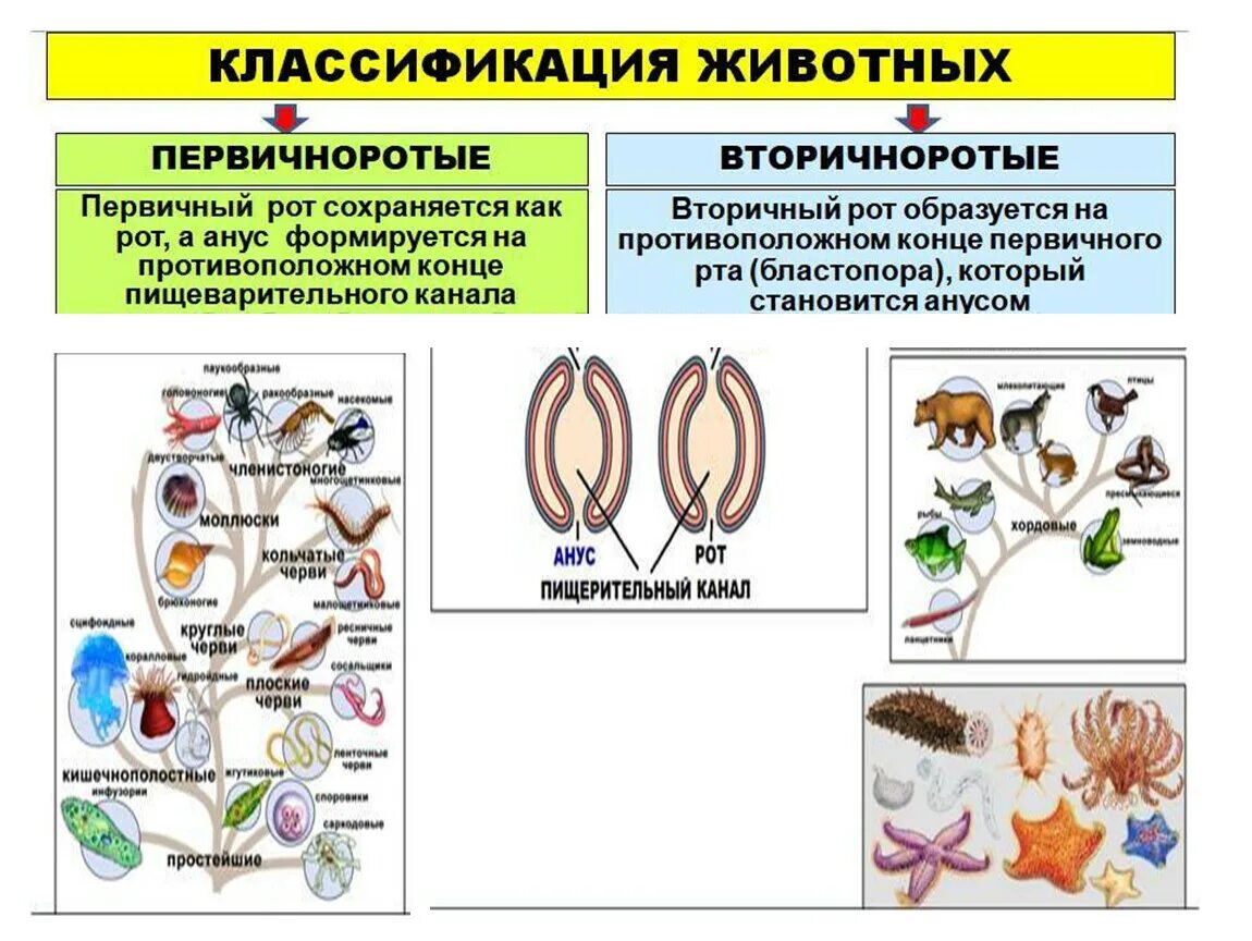 Беспозвоночные егэ. Классификация беспозвоночных. Систематика беспозвоночных. Классификация беспозвоночных животных. Классификация беспозвоночных животных схема.