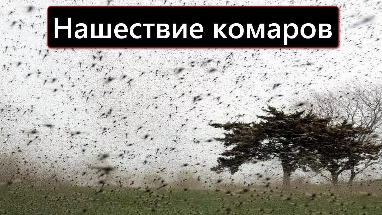 Нападение комаров. Комары Нашествие. Полчища комаров. Нашествие комаров в Таганроге.