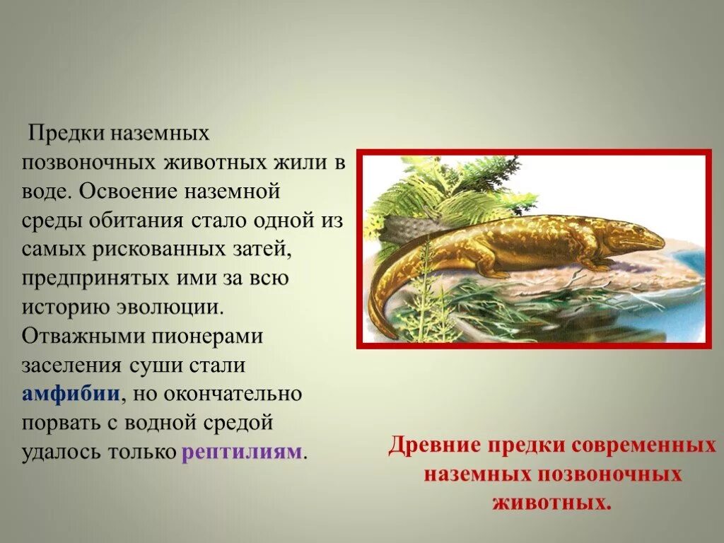 Первыми позвоночными животными были. Происхождение наземных позвоночных. Наземные позвоночные животные. Первые земные позвоночные были стегоцефалы. Прорастомус.