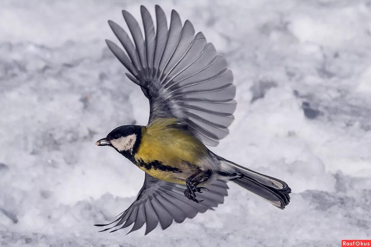 летящие птицы зимой. синичка в полете. снегирь в полете. свиристели в полёте. снегирь в полете.