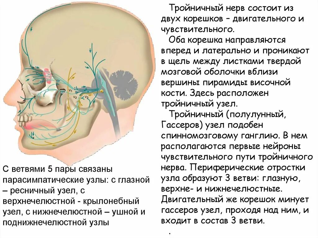 Двигательный корешок тройничного нерва. Вторые двигательные Нейроны тройничного нерва располагаются в. Тройничный узел располагается:. Тройничный нерв анатомия Нейроны. Воспаление нерва можно ли греть