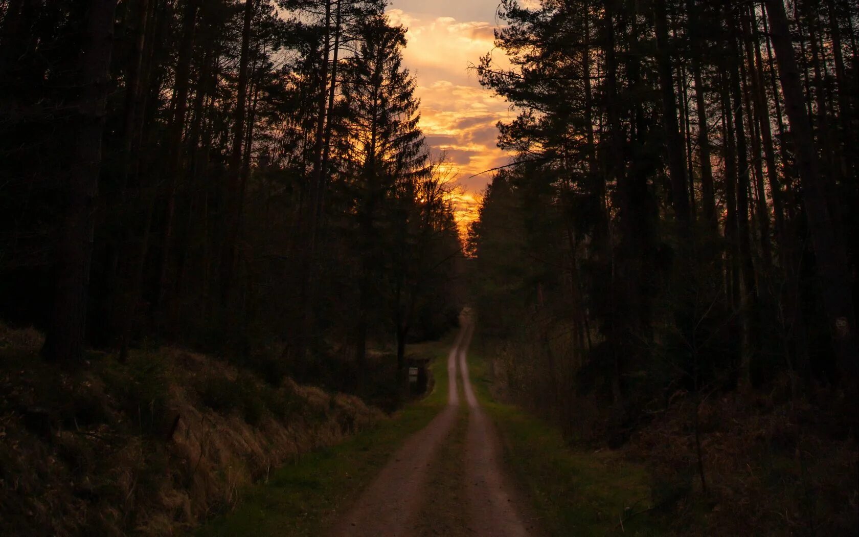 Дорога в ночь слова. Дорога в лесу ночью. Лесная дорога. «Ночь в лесу». Ночной лес.
