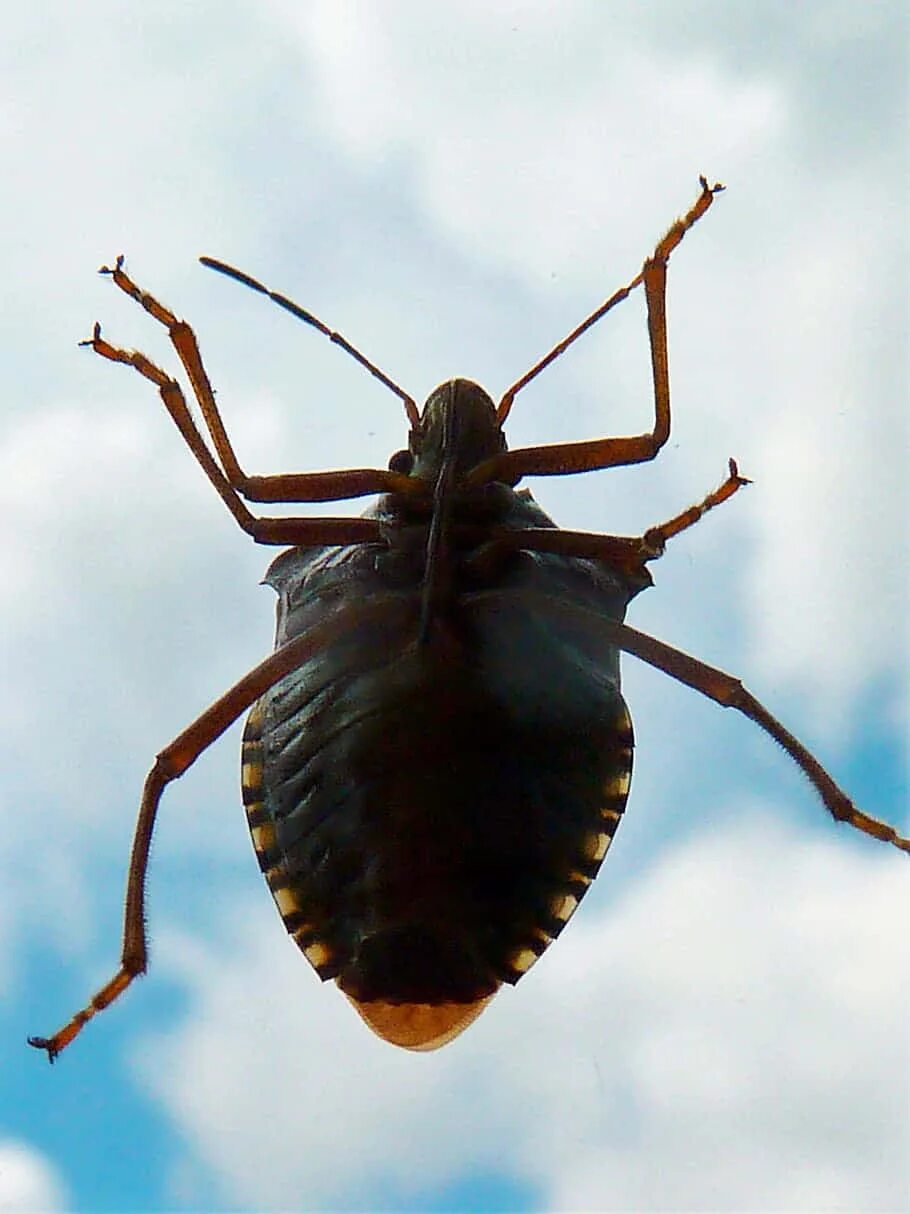 Bug up