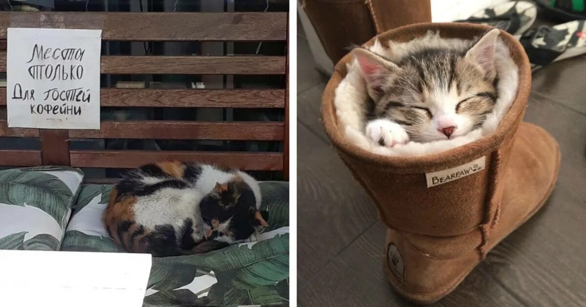 Собака хулиганит. Собака беспорядок в квартире. Вещи без хозяина. Собака разодрала мебель. Вещи без хозяина.