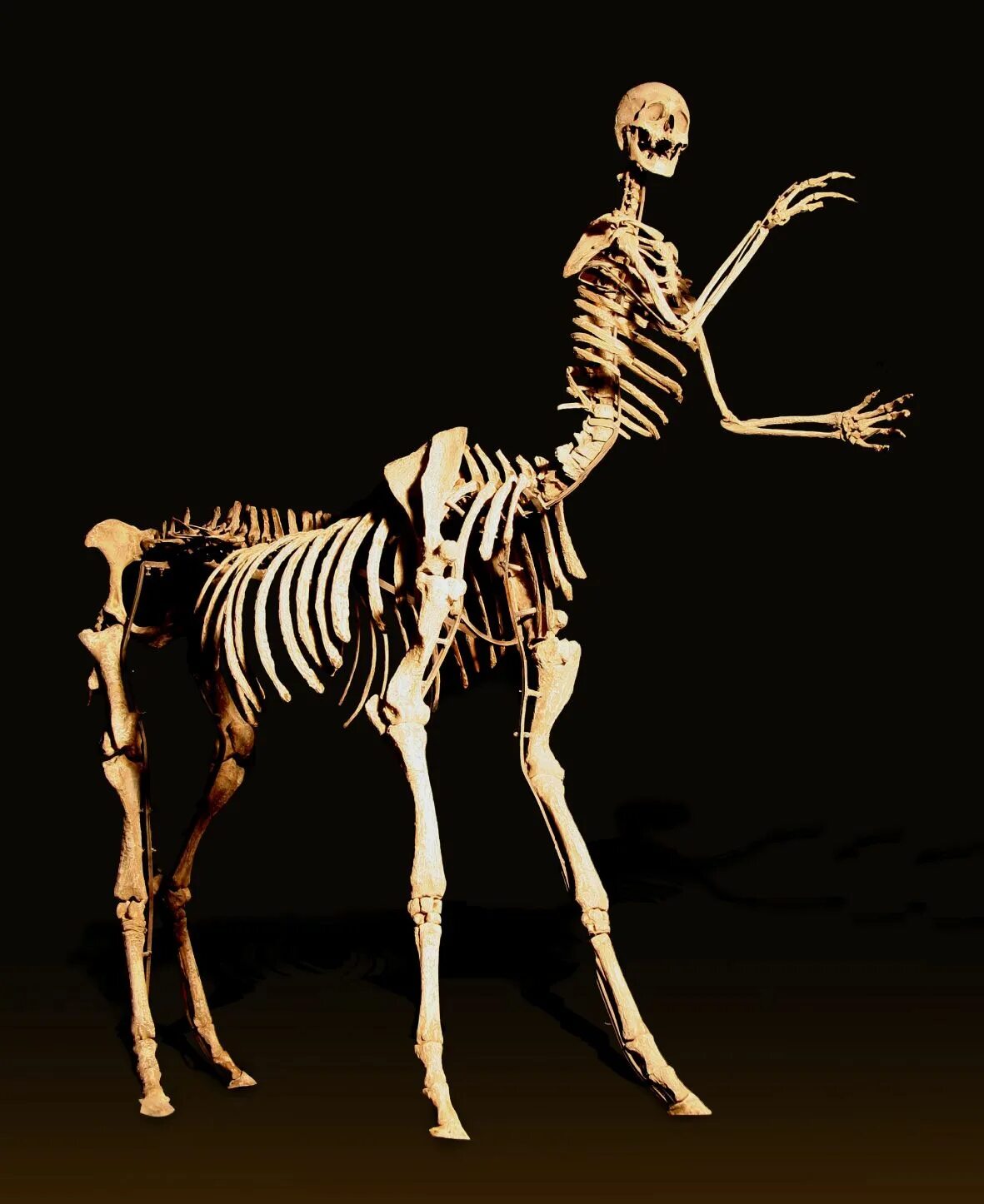 Люди скелеты живые. Скелеты животных. Странные скелеты животных. Скелет человека.