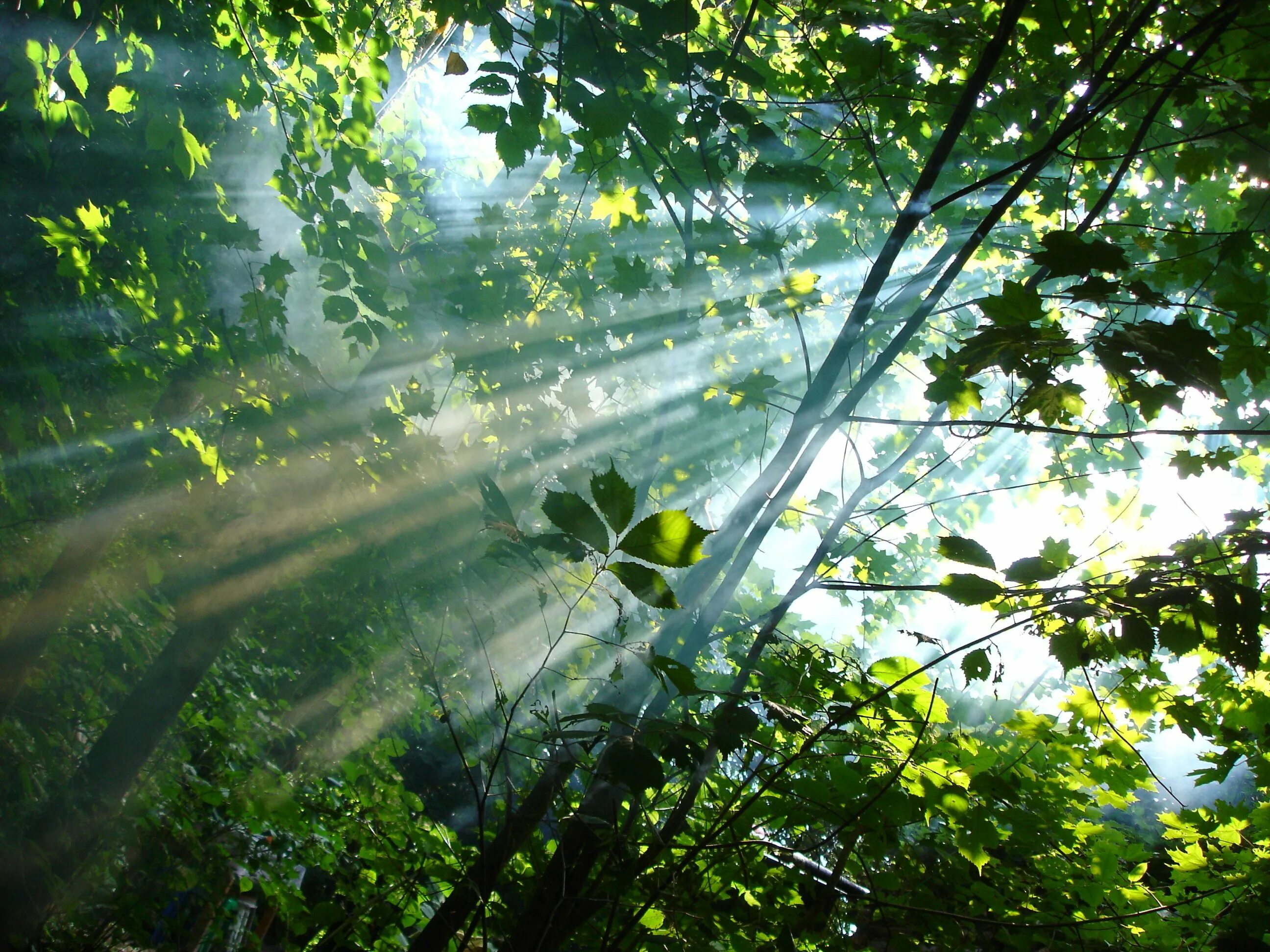 лесная дорога. иван – медвяные росы. поляна после дождя. пейзаж. дождь в лесу.