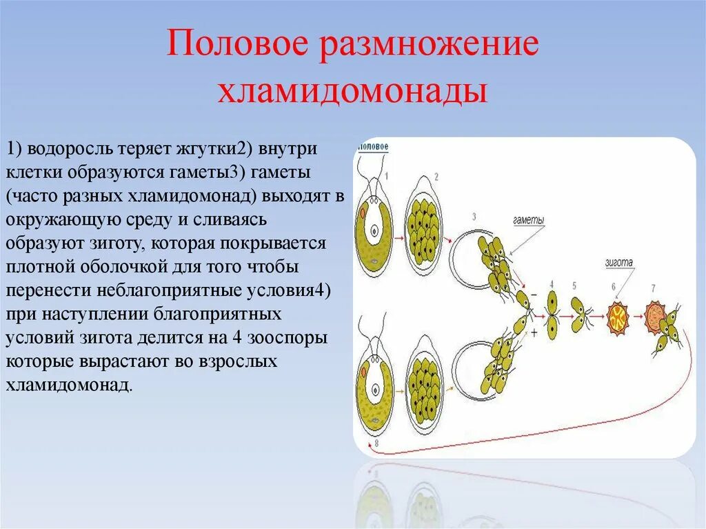 Какое поколение у водорослей. Размножение водорослей хламидомонада. Жизненный цикл развития хламидомонады. Этапы полового размножения хламидомонады. Образуются зооспоры хламидомонады.