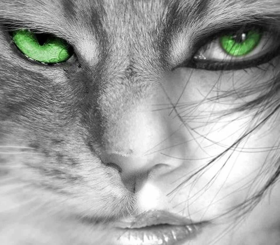 Pin by Lisbon Blue on Beauty/Fashion Green eyes, Most beautiful eyes, Cool eyes