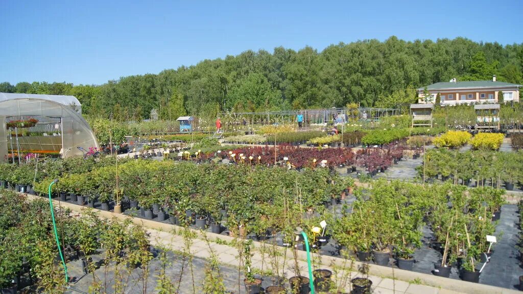 вашутино питомник растений химки. питомник растений химки. питомник вашутино химки. садовый питомник вашутино г химки. питомник растений вашутина.