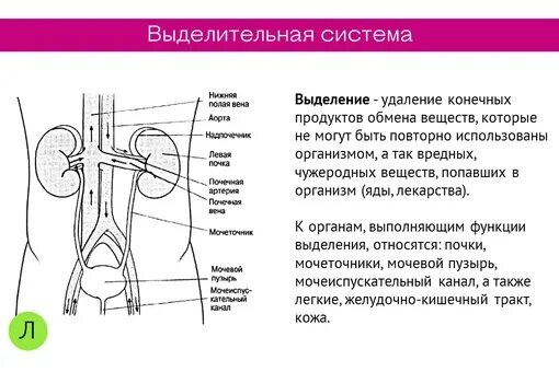 Строение выделительной системы ЕГЭ. Выделительная система схема ЕГЭ. Выделительная система человека ЕГЭ таблица. Выделительная система человека схема. Контрольная по биологии 8 класс выделительная система