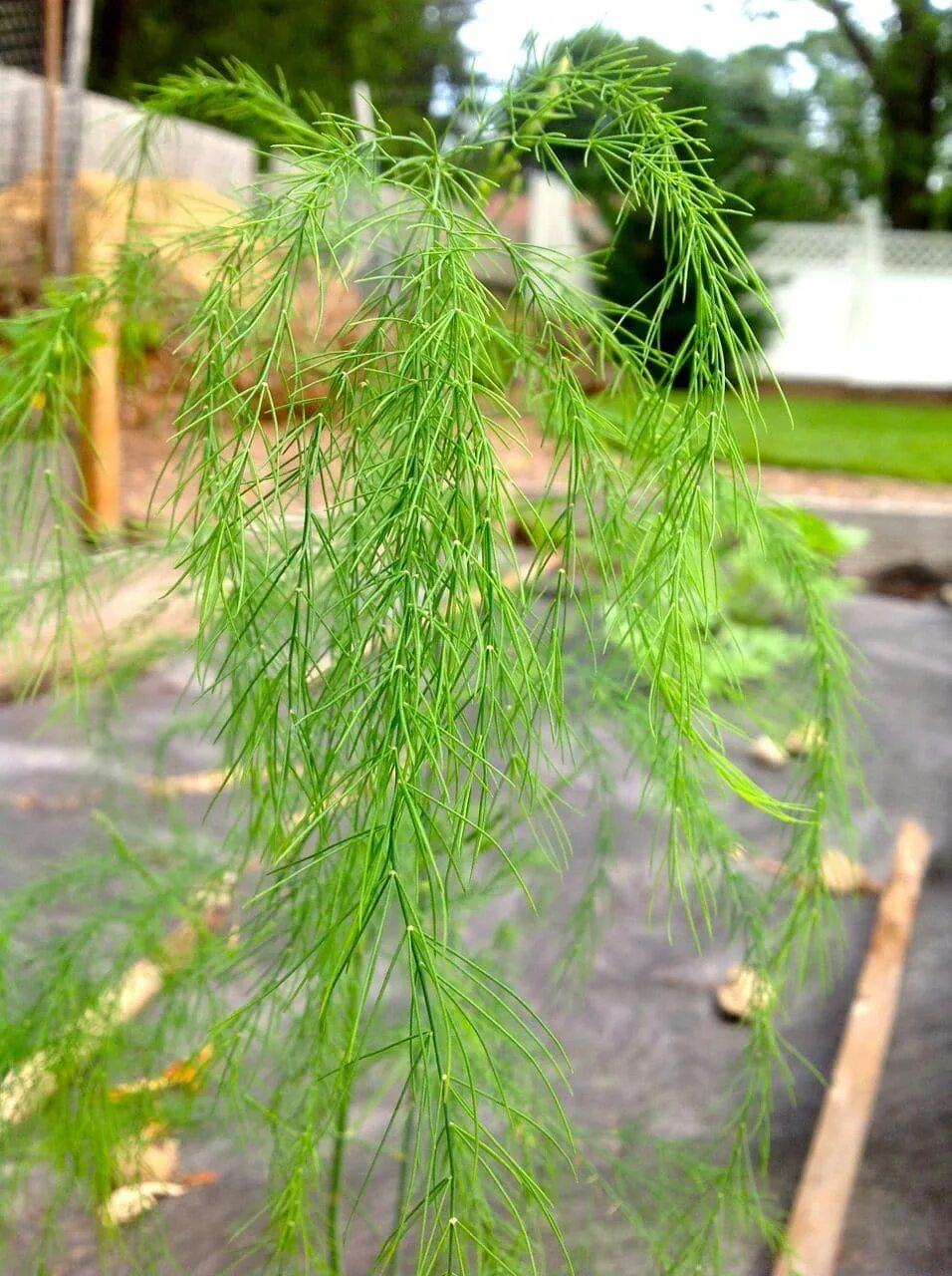 Спаржа коротколистная. Аспарагус оффициналис. Спаржа коротколистная. Аспарагус (спаржа) бэклим (с2). Аспарагус спаржа.