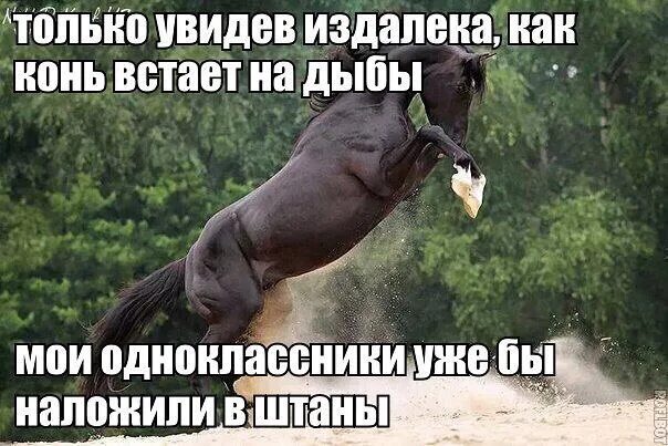 Почему встает видео. У коня встал. конь проснулся. проснувшаяся лошадь. лошадь встает.