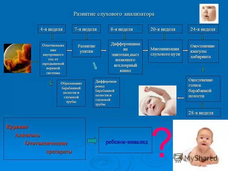 анализаторы менее развитые у новорожденного ребенка. особенности зрения новорожденного. развитие анализаторов. развитие слуховых функций в онтогенезе таблица. развитие слухового анализатора у детей.