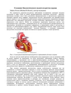 Водителем ритма является