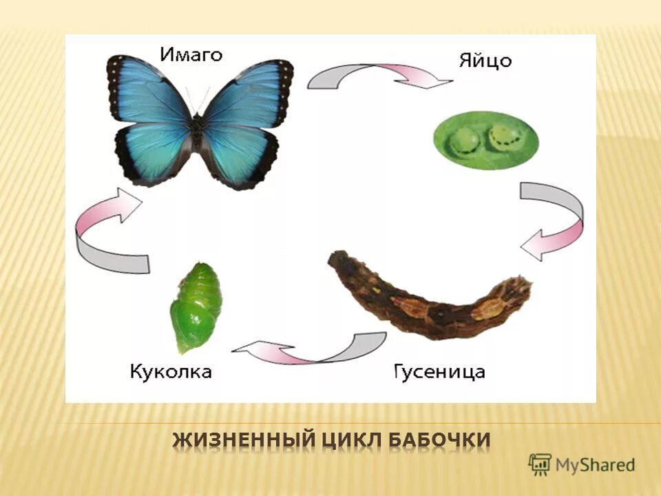 Развитие бабочки схема. Стадии развития бабочки 3 класс. Цикл развития бабочки. Полное превращение бабочки. Процесс развития бабочки.