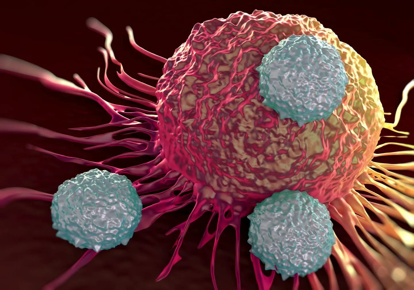 Т лимфоциты под микроскопом. Раковые стволовые клетки. Т-лимфоциты ВИЧ микроскоп. Опухолевые клетки. Cd19 лимфоциты