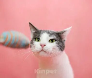 Кошка ярко