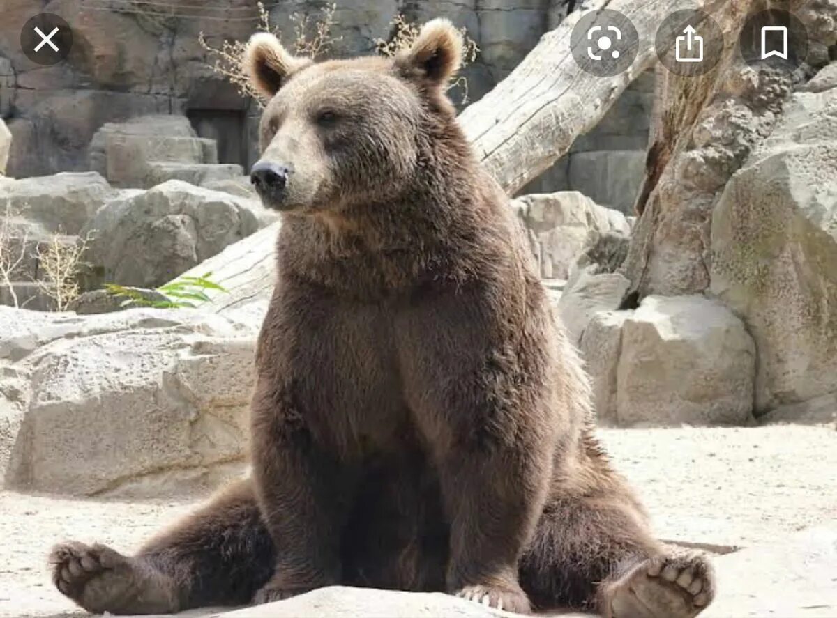 Барибал ареал. Тяньшанский бурый медведь. Bear bred. Bear bred. Тяньшанский бурый медведь бурые медведи.