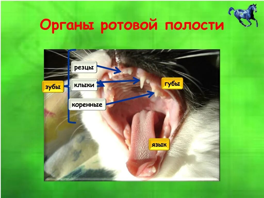 Сколько зубов у млекопитающих. Строение зубов млекопитающих. Строение ротовой полости животных. Анатомия ротовой полости кошки.