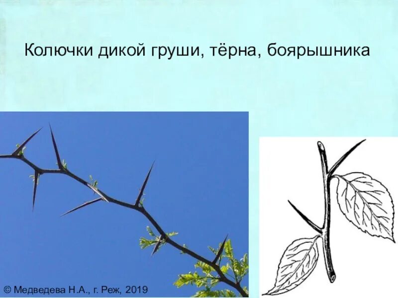 Колючки и усики пример. Стеблевые колючки боярышника. колючки метаморфоз побега. видоизмененные побеги колючки груши. дикая груша видоизменение побега.
