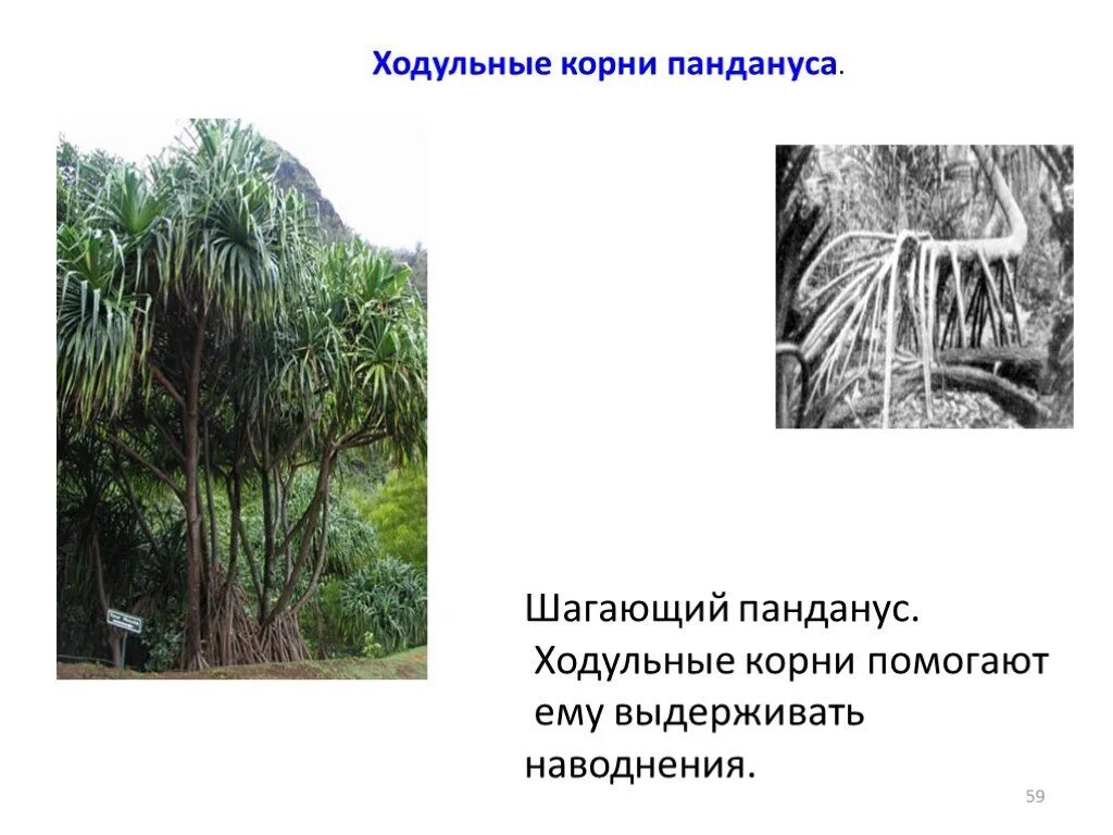 Панданус видоизменение корня. Панданус видоизменение корня