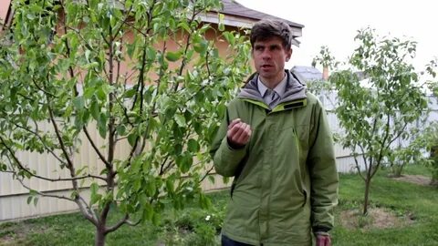 Подкормка плодовых деревьев осенью в подмосковье