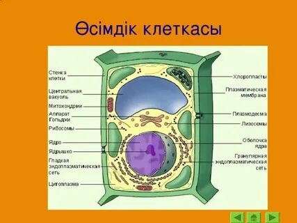 Жанна Фриске порно сайты