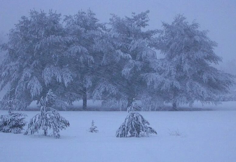 Т б снежная. Вьюга. Деревья в метель. Вьюга картинка для детей. Аляска вьюга.