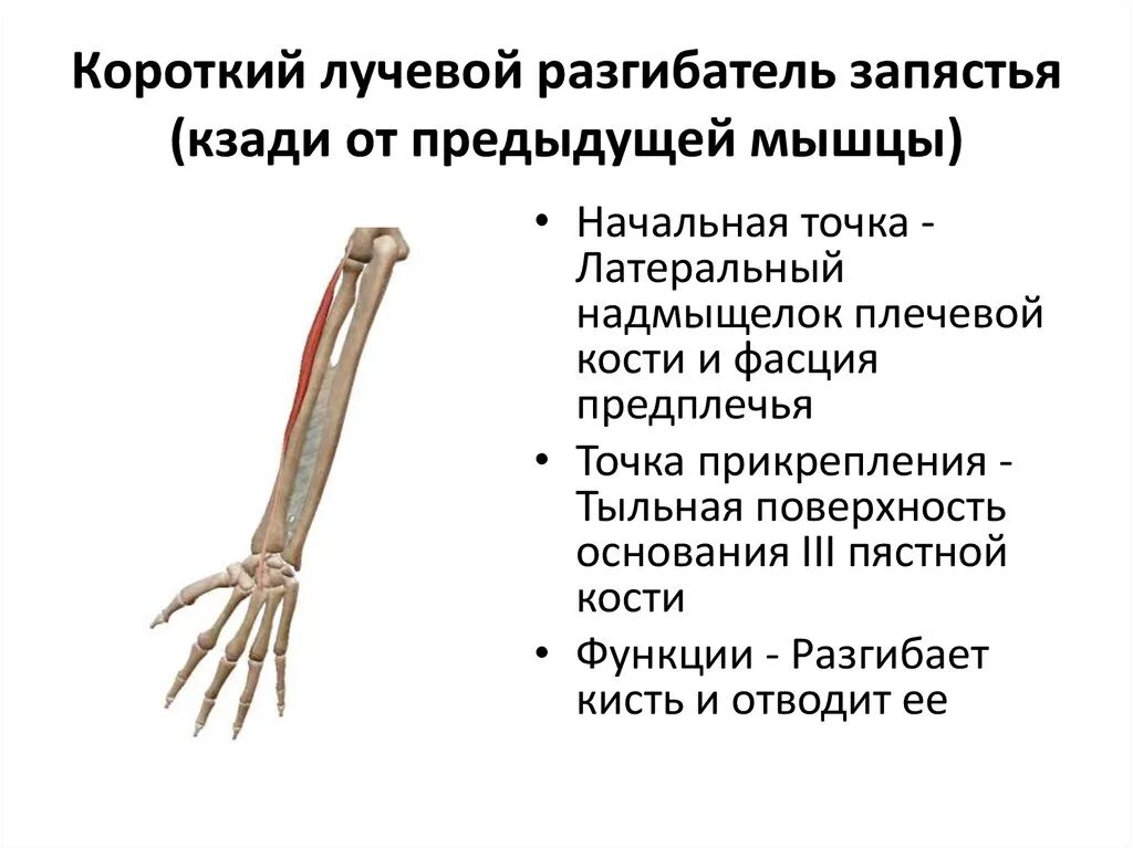 Сгибатель латынь. Короткий лучевой разгибатель кисти функция. Короткий лучевой разгибатель запястья. Мышца короткий лучевой разгибатель запястья. Короткий лучевой разгибатель запястья функции.