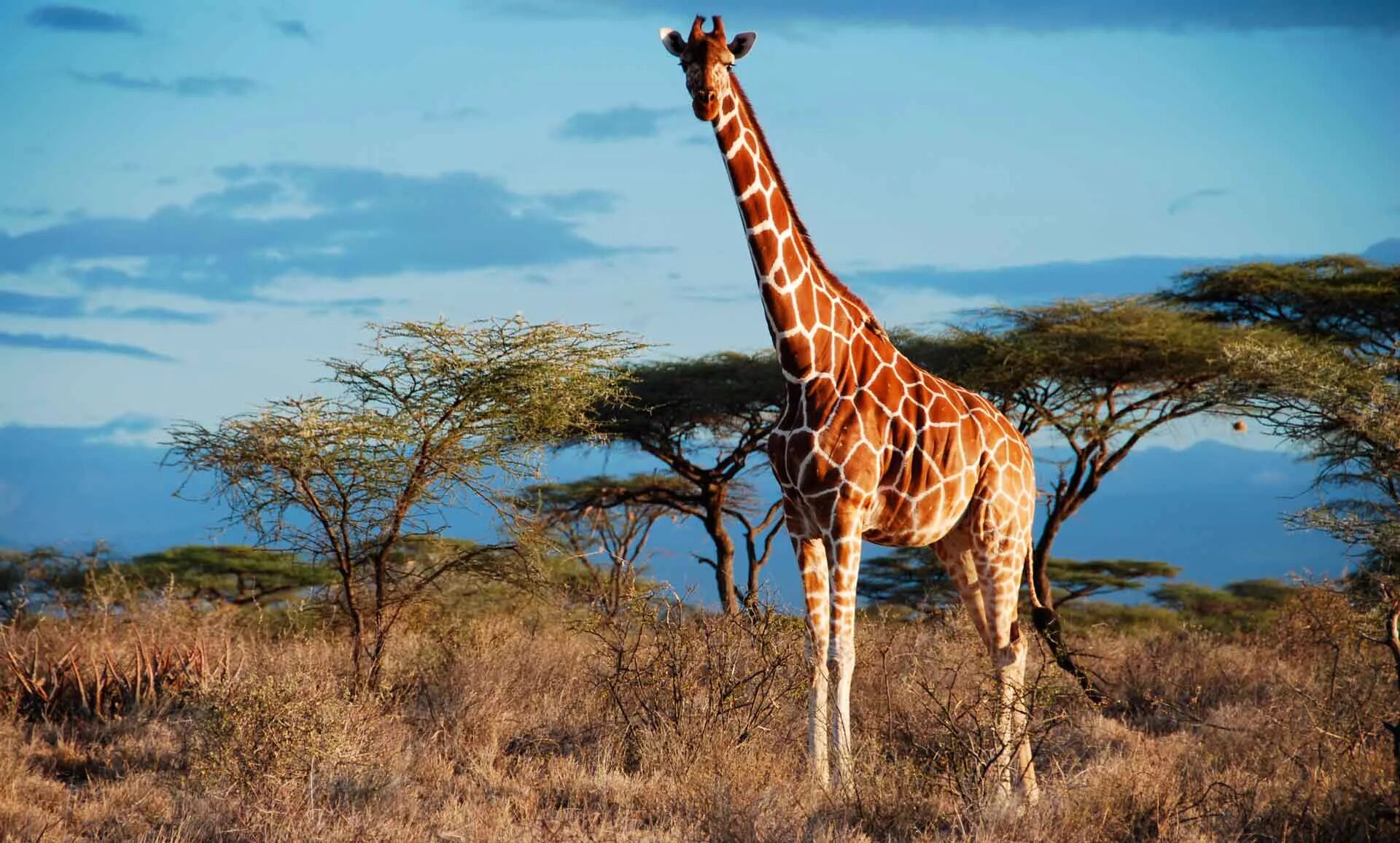 Жираф среда обитания. Жираф саванны Африки. Масайский Жираф. Родезийский Жираф. Африканская Саванна Жирафы.
