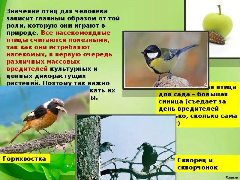 Значение птиц в природе конспект. Значение птиц для человека. Роль насекомоядных птиц. Птицы в жизни человека и природы. Роль птиц в жизни человека.