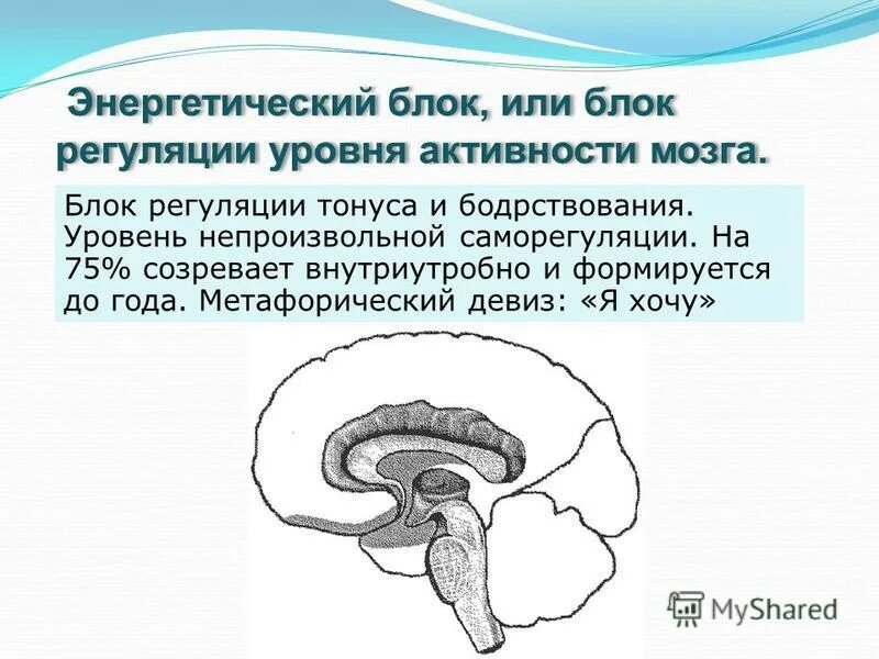 Нарушения блоков мозга. Блоки мозга по Лурия 1 блок. Лурия структурно-функциональные блоки мозга. 3 Функциональных блока мозга по Лурия. Лурия блок регуляции тонуса и бодрствования.