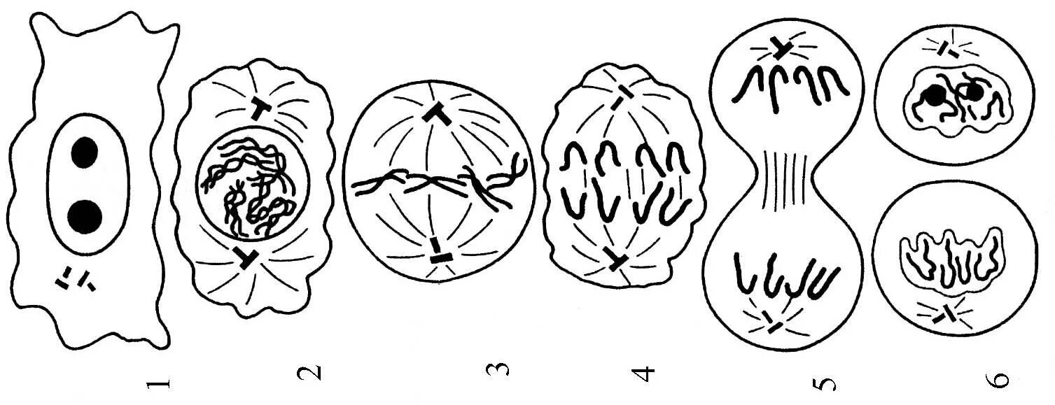 Телофаза митоза. Схема телофазы митоза. Схема митотического деления растительной клетки. Митозелофаза 2. 5 фаз деления клетки