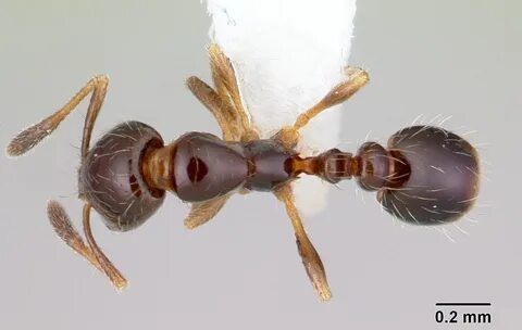 Solenopsis geminata
