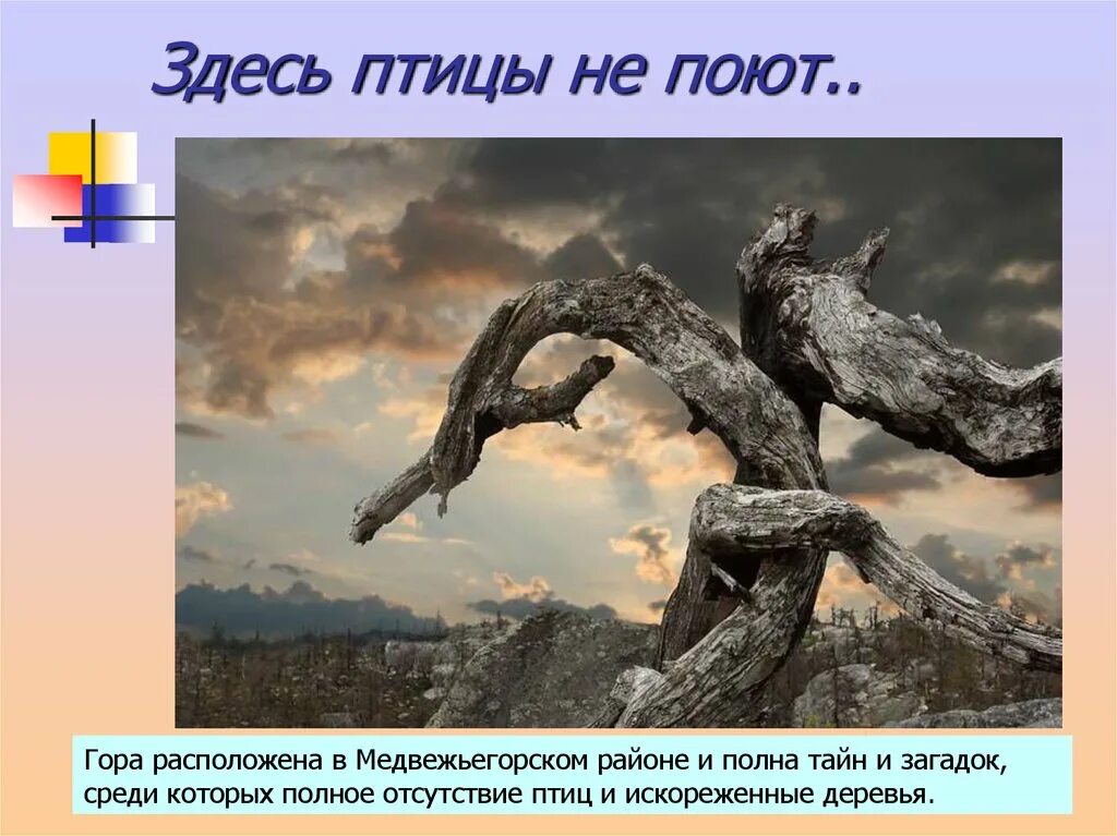 Кто поет того горе не берет значение. Здесь птицы. Искореженное дерево. Здесь птицы не поют деревья не. Деревья искореженные человеком.