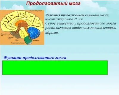 Продолжение мозга