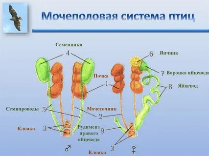 Половая система птиц
