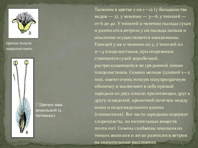 Тип опыления клена