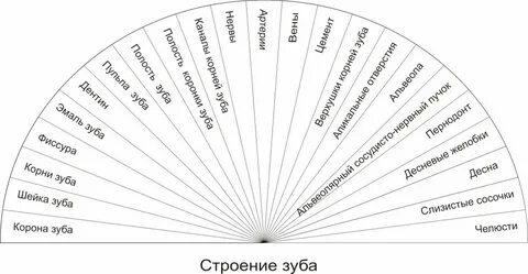 Варианты ответов маятника