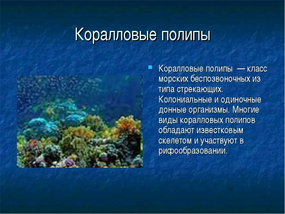 Тип кишечнополостные класс коралловые полипы представители. Скелет роговой известковый коралловых полипов. Коралловые полипы колониальные организмы. Представители коралловых кишечнополостных. Передвижение полипов.