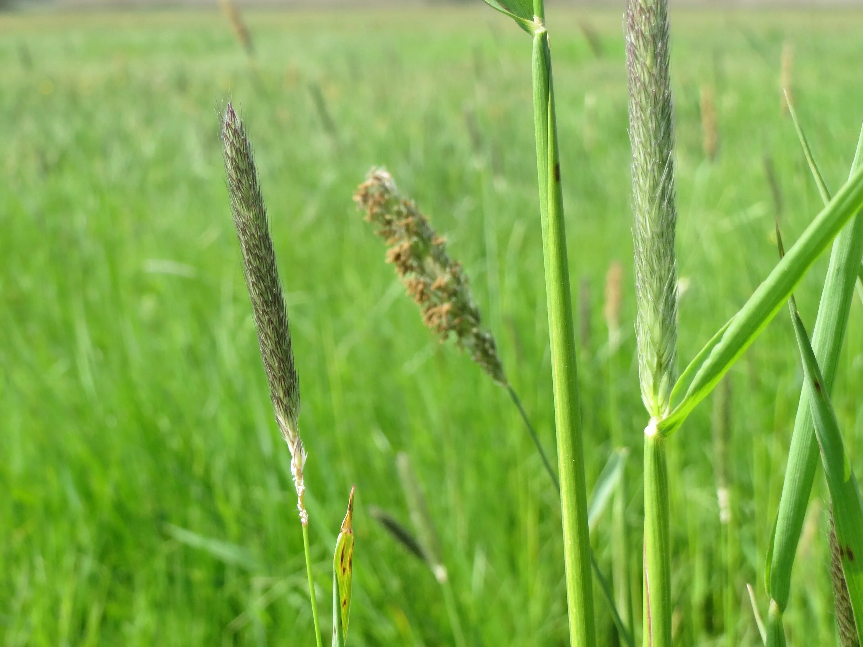 Лисохвост Луговой (Alopecurus pratensis).. 5. Лисохвост Луговой (Alopecurus pratensis l.). Лисохвост Луговой Ауреовариегата. Лисохвост Луговой Alopecurus pratensis Aureovariegatus. Как выглядит тимофеевка