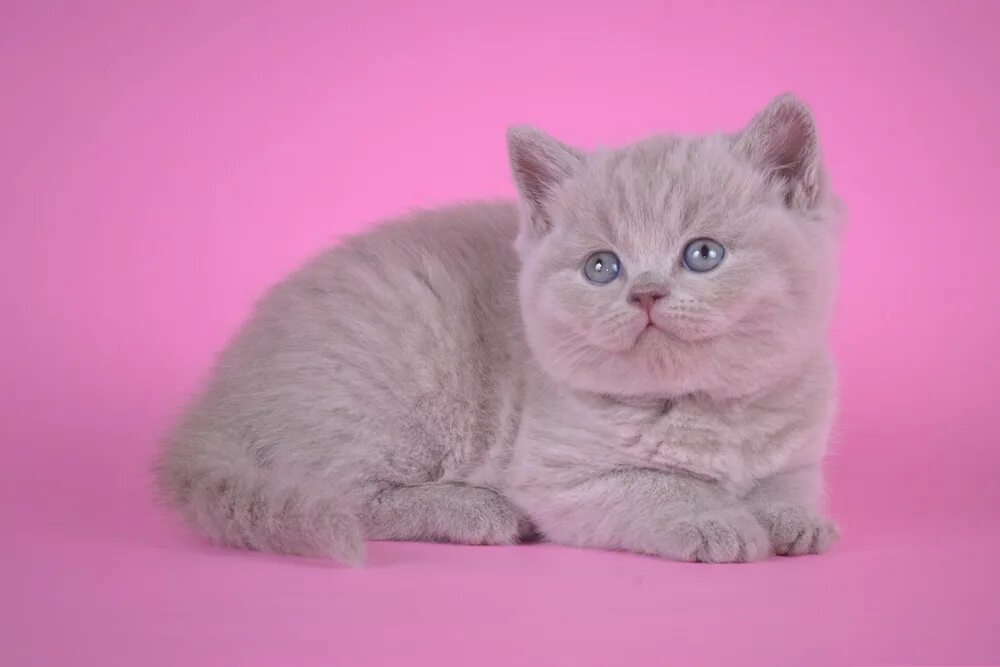 лиловые котята шотландские. котята шотландские вислоухие лиловые. котята шотландские вислоухие лиловые. лиловые котята шотландские. шотландский скоттиш страйт.