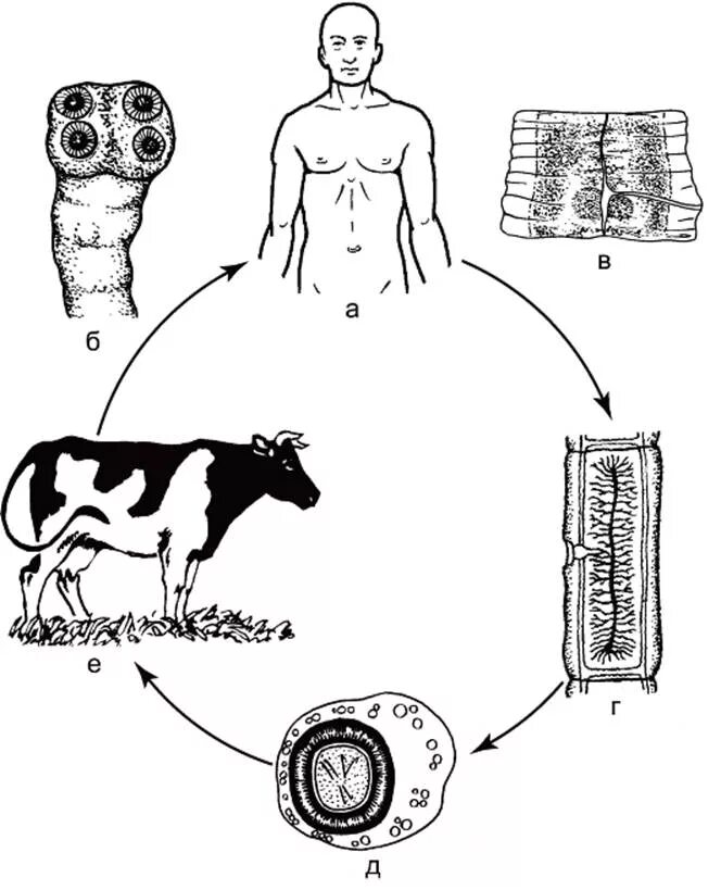 Какое развитие у бычьего цепня. Жизненный цикл бычьего цепня схема. Taeniarhynchus saginatus жизненный цикл. Жизненный цикл ленточных червей схема. Цикл бычьего цепня рисунок.