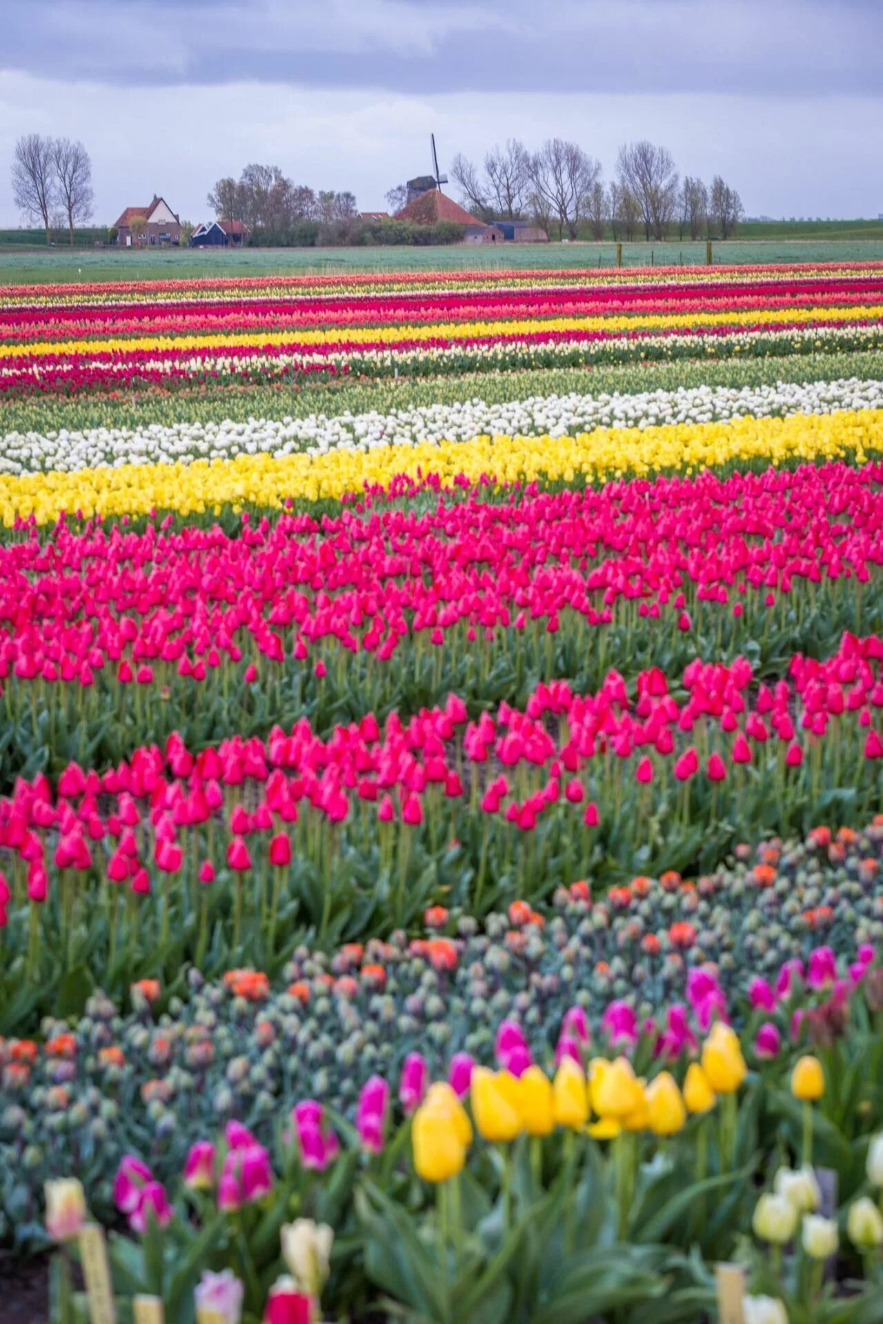 Где тюльпановые поля. Тюльпановое поле Амстердам. Тюльпановые поля в Нидерландах. Амстердам тюльпаны плантации. Руденко тюльпановое поле Нидерланды.