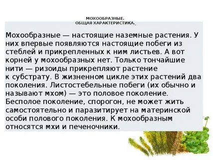 Моховидные растения выделяют в