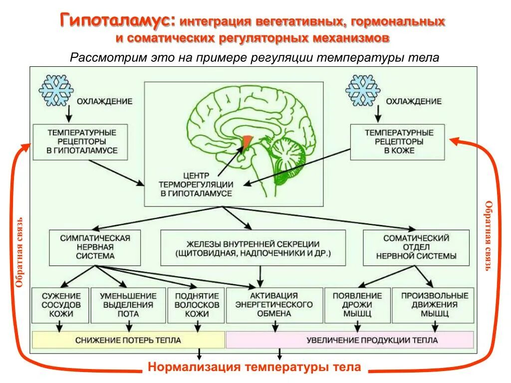 Изменения регуляторного характера. Регуляция температуры тела гормоны. Механизм обратной связи в гормональной регуляции. Центр регуляции температуры тела. Механизм теплопродукции биохимия.