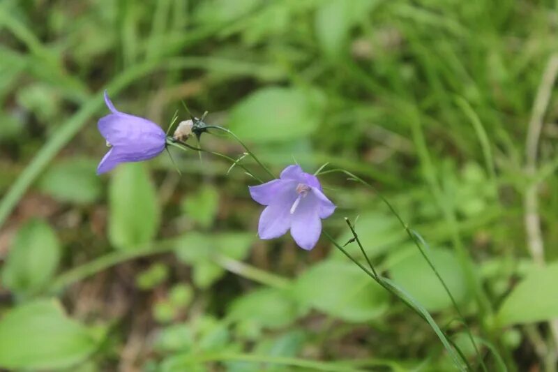 Колокольчик круглолистный Campanula rotundifolia. Колокольчик круглолистный корень. Круглолистный колокольчик в Исландии. Колокольчик круглолистный латынь. Колокольчик отвечает на вопрос