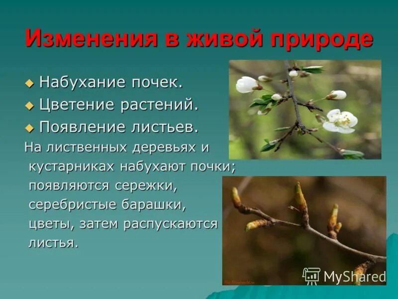 Явление природы весной 2 класс